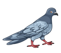 p371_pigeon