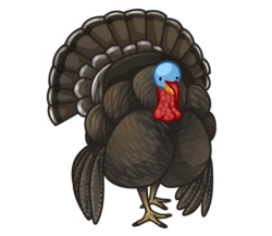 p376_turkey